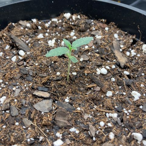 Unknown strain growlog timeline photo
