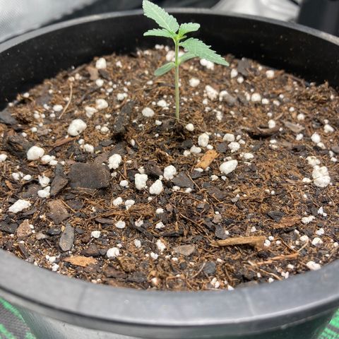 Unknown strain growlog timeline photo