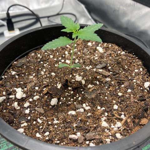 Unknown strain growlog timeline photo