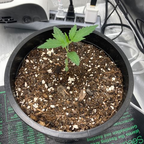 Unknown strain growlog timeline photo