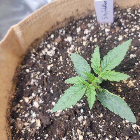 SkyWalker (65-70) growlog timeline photo