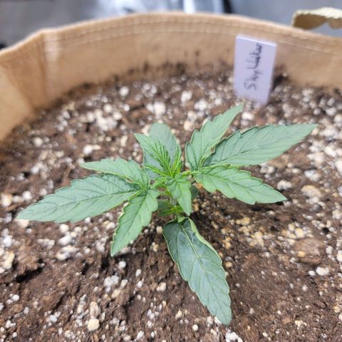 SkyWalker (65-70) growlog timeline photo