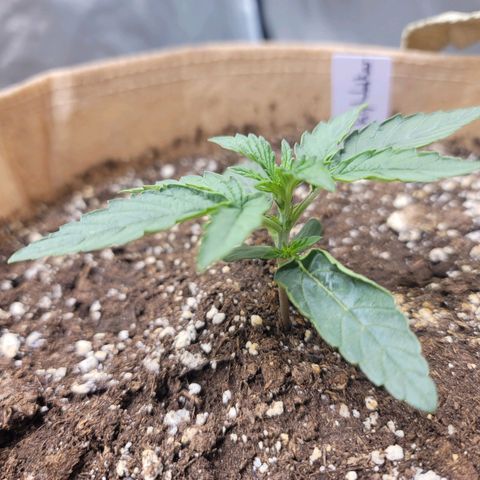 SkyWalker (65-70) growlog timeline photo