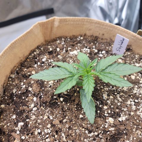 SkyWalker (65-70) growlog timeline photo