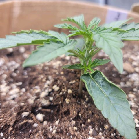 SkyWalker (65-70) growlog timeline photo