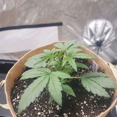 SkyWalker (65-70) growlog timeline photo