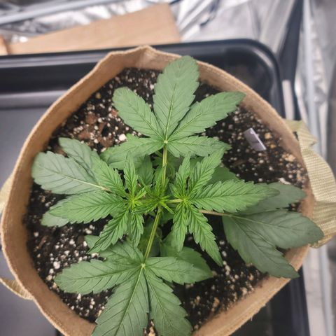 SkyWalker (65-70) growlog timeline photo