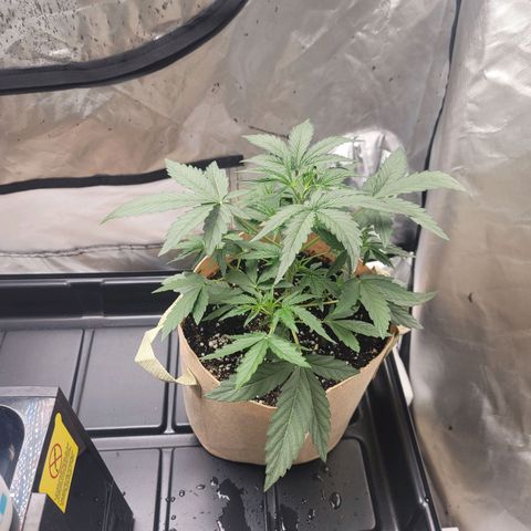 SkyWalker (65-70) growlog timeline photo