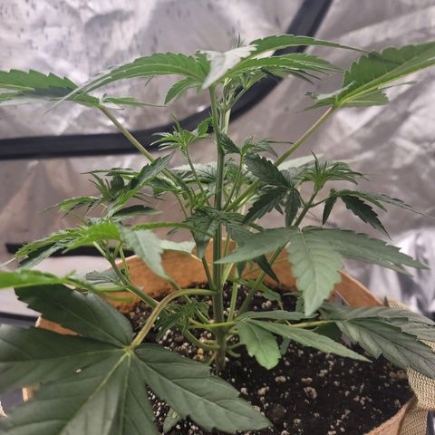 SkyWalker (65-70) growlog timeline photo