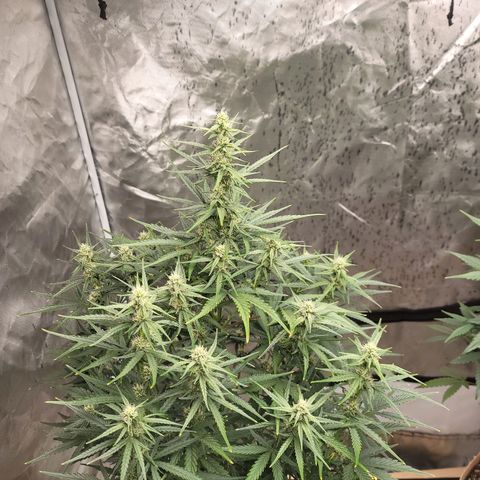 SkyWalker (65-70) growlog timeline photo