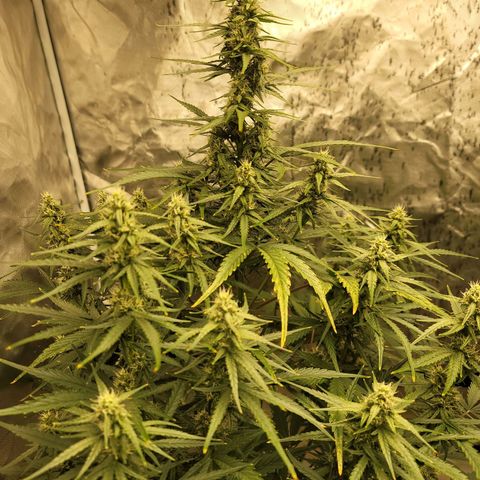 SkyWalker (65-70) growlog timeline photo