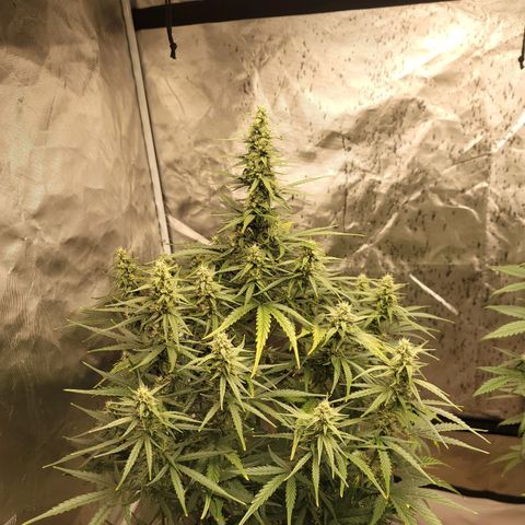 SkyWalker (65-70) growlog timeline photo