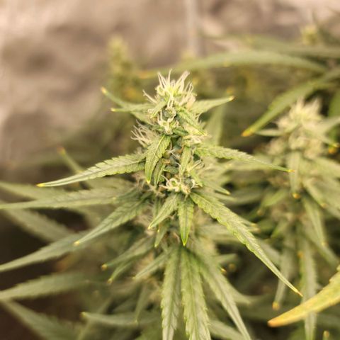 SkyWalker (65-70) growlog timeline photo