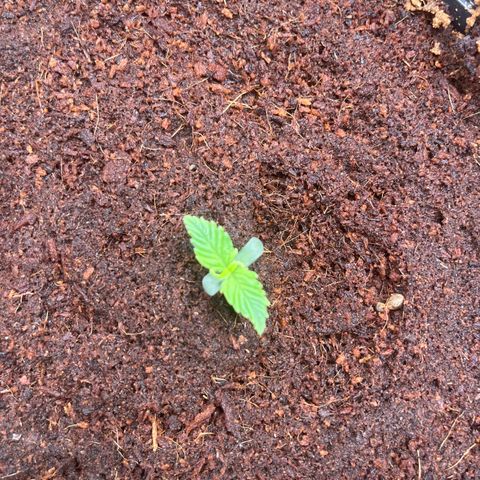 Sadomasu growlog timeline photo