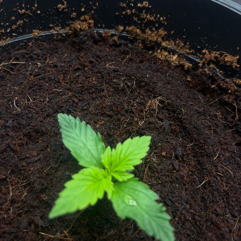 Sadomasu growlog timeline photo