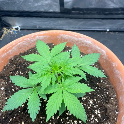 Sadomasu growlog timeline photo