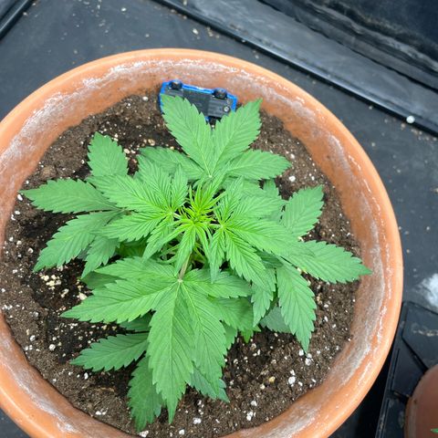 Sadomasu growlog timeline photo