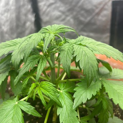Sadomasu growlog photo: 2 sonnenschirme abgenommen 