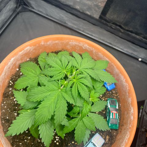 Sadomasu growlog timeline photo