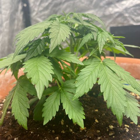Sadomasu growlog timeline photo