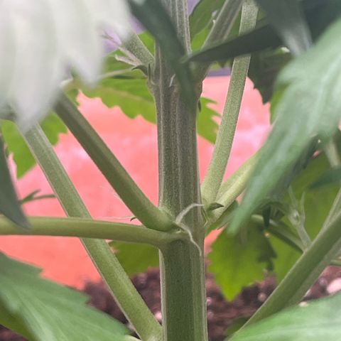 Sadomasu growlog timeline photo