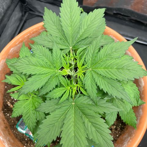 Sadomasu growlog timeline photo