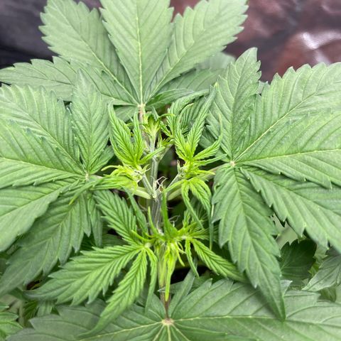 Sadomasu growlog timeline photo