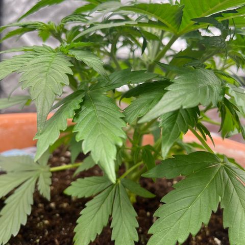 Sadomasu growlog timeline photo