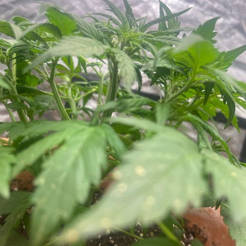 Sadomasu growlog timeline photo