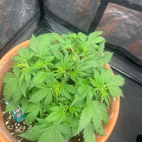 Sadomasu growlog timeline photo