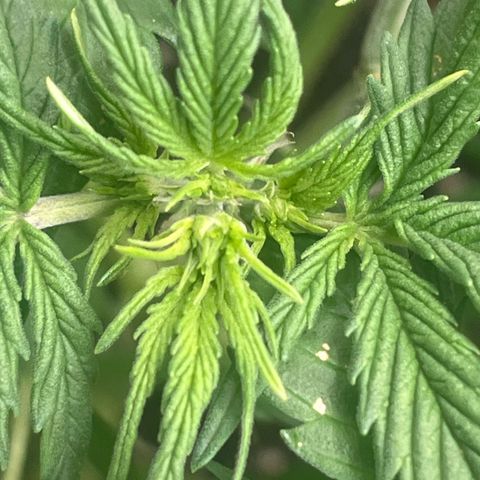 Sadomasu growlog timeline photo