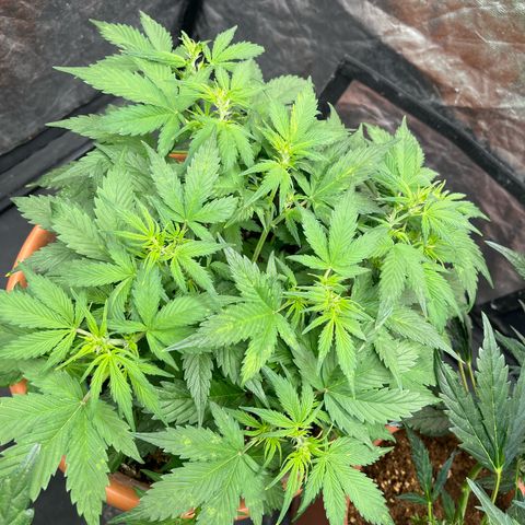 Sadomasu growlog timeline photo