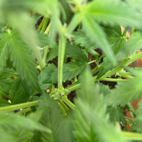 Sadomasu growlog timeline photo