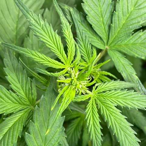 Sadomasu growlog timeline photo