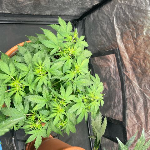 Sadomasu growlog timeline photo