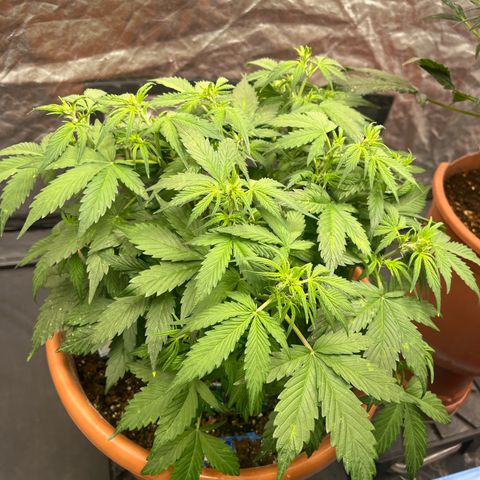 Sadomasu growlog timeline photo