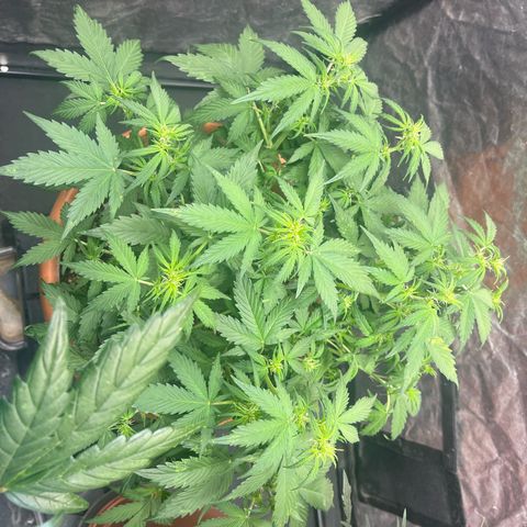 Sadomasu growlog timeline photo