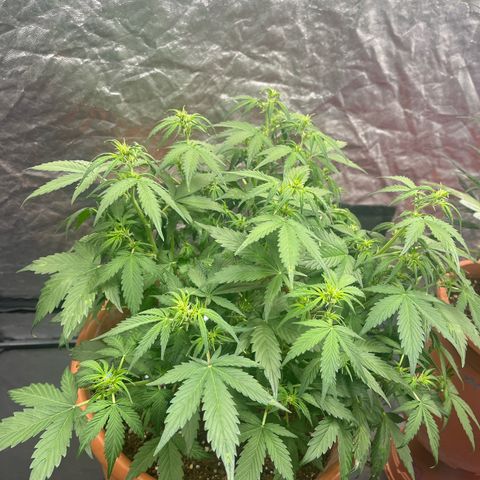 Sadomasu growlog timeline photo