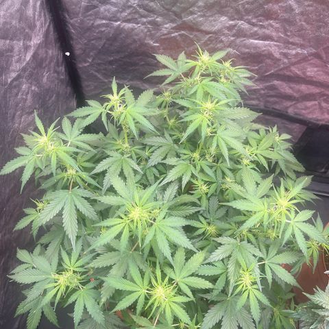 Sadomasu growlog timeline photo