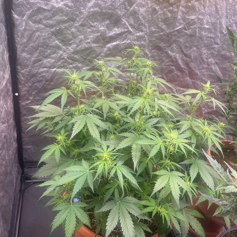 Sadomasu growlog timeline photo
