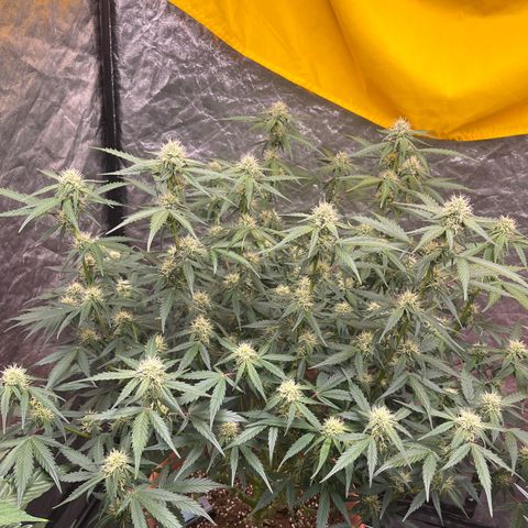 Sadomasu growlog timeline photo