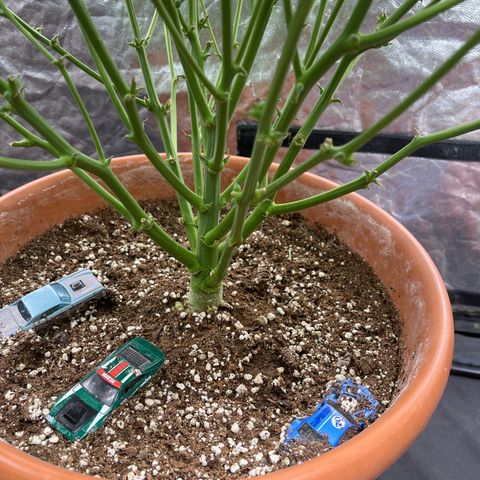 Sadomasu growlog timeline photo