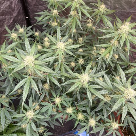 Sadomasu growlog timeline photo