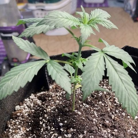 Alice In Wonderland  growlog timeline photo