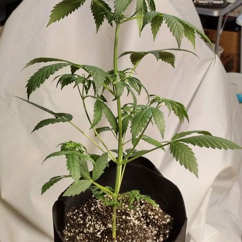 Alice In Wonderland  growlog photo: Height= 14 inches