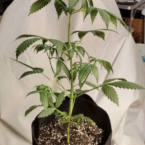 Alice In Wonderland  growlog timeline photo