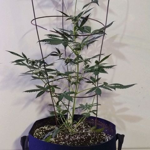 Alice In Wonderland  growlog timeline photo