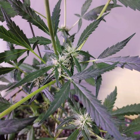 Alice In Wonderland  growlog timeline photo