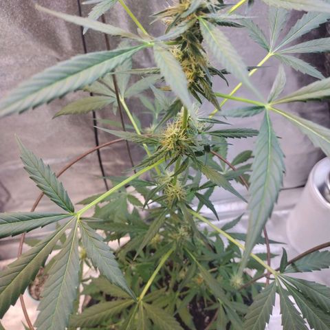 Alice In Wonderland  growlog photo: Flowering, end of week 1