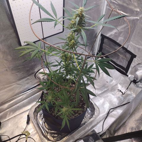 Alice In Wonderland  growlog photo: Flowering, 3 1/2 weeks.